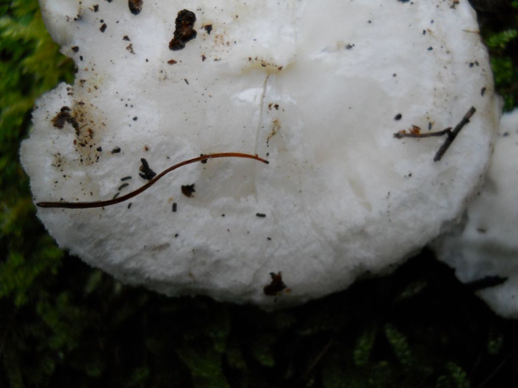 Postia tephroleuca?